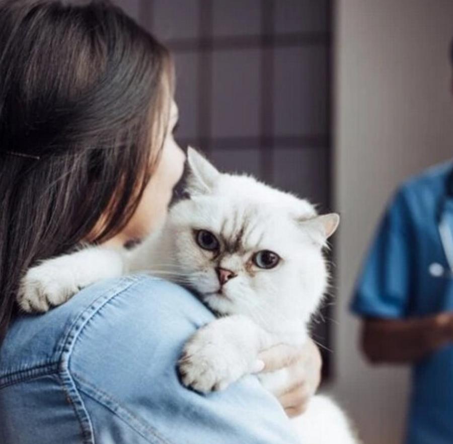 Υγεία γάτας: Χρειάζονται οι γάτες βιταμίνη D; Τι λέει η επιστήμη