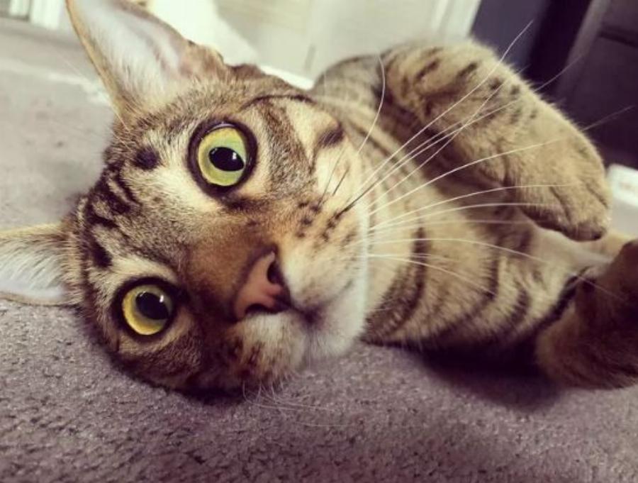 Εικόνες και πληροφορίες για τις γάτες και τα γατάκια Βεγγάλης