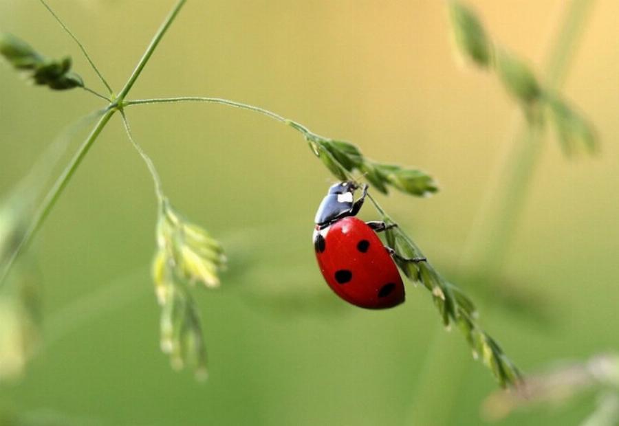 Είναι οι πασχαλίτσες δηλητηριώδεις για τις γάτες; Κρατήστε τη γάτα σας ασφαλή