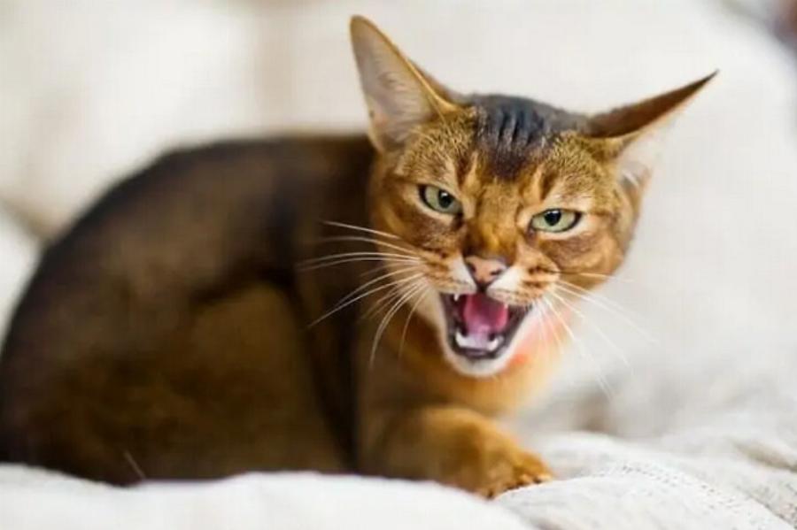 Υγεία γάτας: Χρειάζονται οι γάτες βιταμίνη D; Τι λέει η επιστήμη