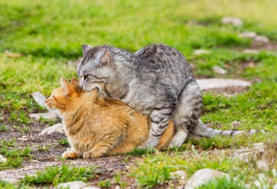 Θα ζευγαρώσουν οι αρσενικές γάτες με θηλυκές που δεν είναι σε κατάσταση οίστρου; Πληροφορίες & Συχνές Ερωτήσεις