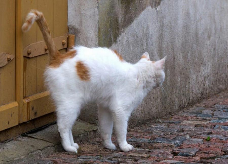 Θα ζευγαρώσουν οι αρσενικές γάτες με θηλυκές που δεν είναι σε κατάσταση οίστρου; Πληροφορίες & Συχνές Ερωτήσεις