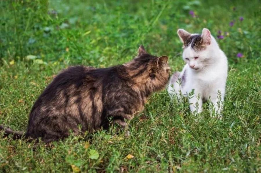 Θα ζευγαρώσουν οι αρσενικές γάτες με θηλυκές που δεν είναι σε κατάσταση οίστρου; Πληροφορίες & Συχνές Ερωτήσεις