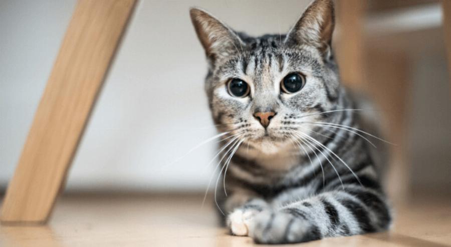 Διαχείριση του βάρους της γάτας σας: Πως να διατηρήσετε ένα υγιές βάρος