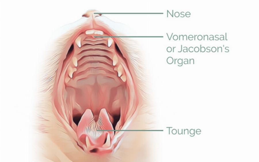 Τι είναι το όργανο του Jacobson στις γάτες; Εγκεκριμένα από κτηνίατρο στοιχεία