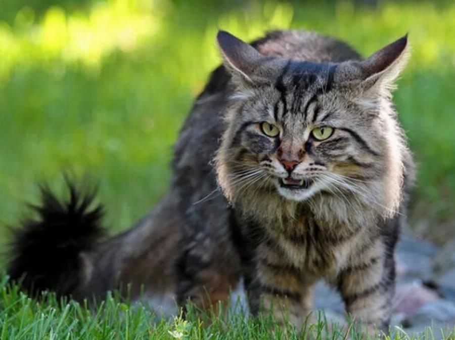 Τι είναι το όργανο του Jacobson στις γάτες; Εγκεκριμένα από κτηνίατρο στοιχεία