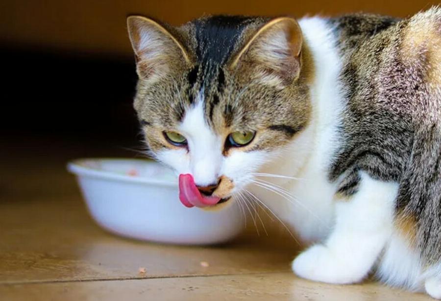 Μπορούν οι γάτες να φάνε φτερούγες κοτόπουλου; Εγκεκριμένες από κτηνίατρο πληροφορίες & Συχνές ερωτήσεις