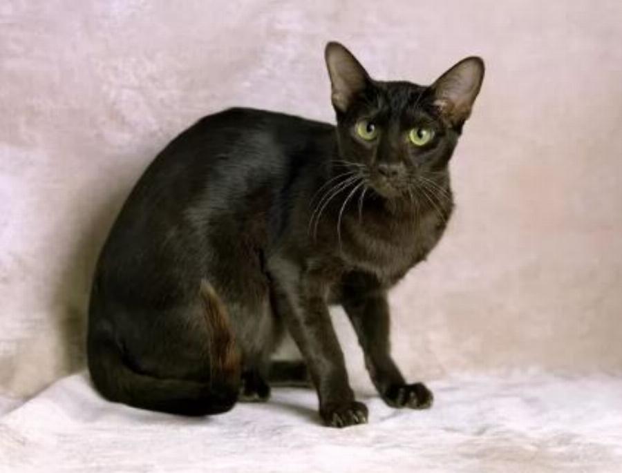 Havana Brown: Προφίλ, φυλής γάτας και χαρακτηριστικά της