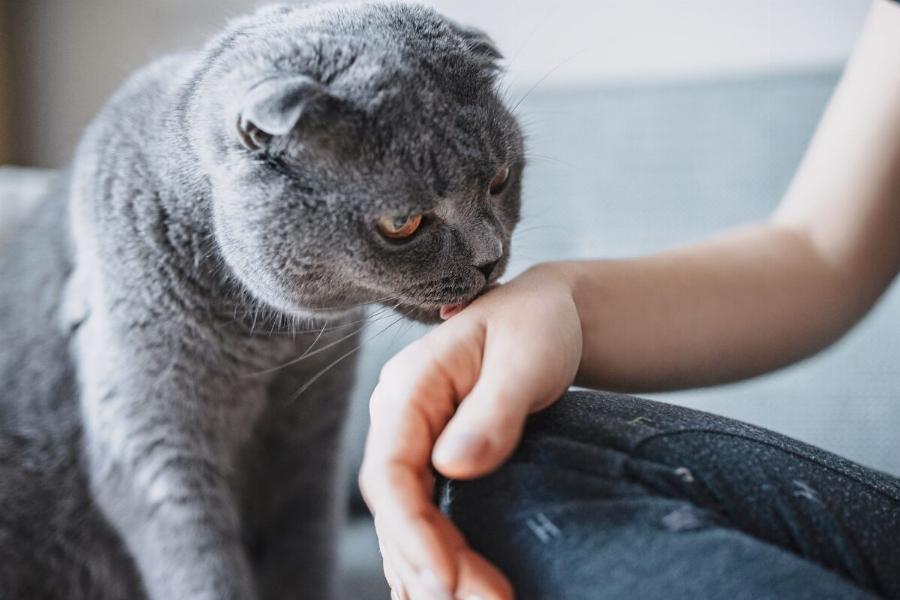 Συμπεριφορά γάτας: Τι σημαίνει όταν μια γάτα σας γλείφει;- Χρήσιμες πληροφορίες