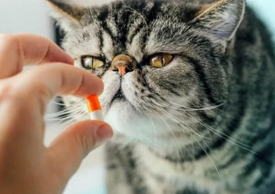 Τραζοδόνη για γάτες: Χρήσεις, δοσολογία & παρενέργειες