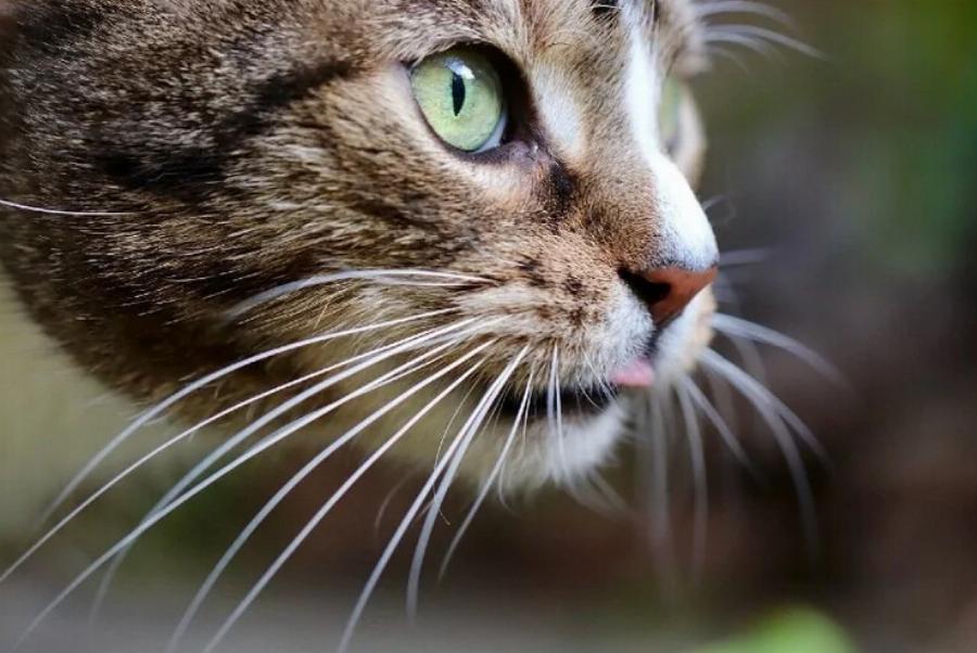 Υγεία γάτας: Τι συμβαίνει αν τα μουστάκια μιας γάτας κοπούν;