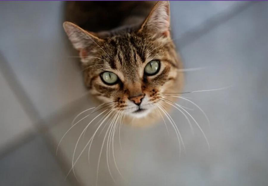 Υγεία γάτας: Τι συμβαίνει αν τα μουστάκια μιας γάτας κοπούν;