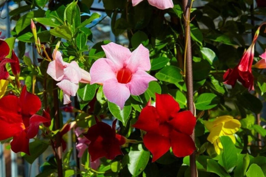 Είναι το γιασεμί τοξικό για τις γάτες; 10 είδη και η τοξικότητά τους