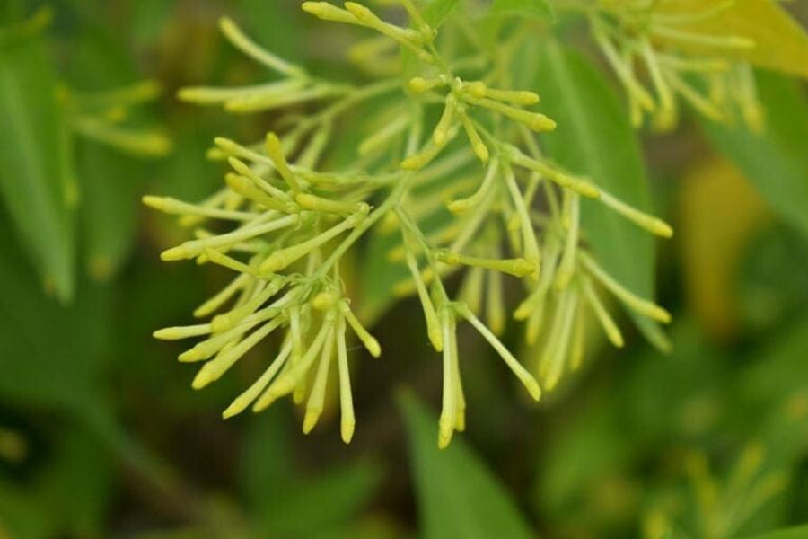 Είναι το γιασεμί τοξικό για τις γάτες; 10 είδη και η τοξικότητά τους