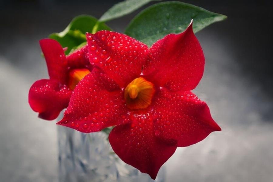 Είναι το γιασεμί τοξικό για τις γάτες; 10 είδη και η τοξικότητά τους