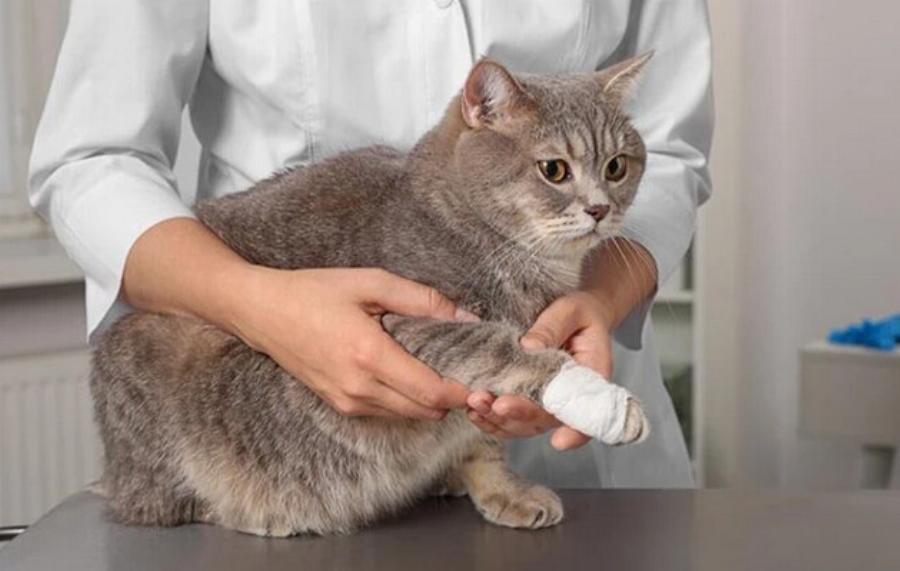 Γιατί δεν αρέσει στις γάτες να αγγίζουν τις πατούσες τους; Αυτοί είναι οι 7 πιθανοί λόγοι