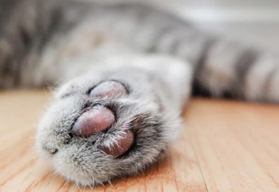 Γιατί δεν αρέσει στις γάτες να αγγίζουν τις πατούσες τους; Αυτοί είναι οι 7 πιθανοί λόγοι