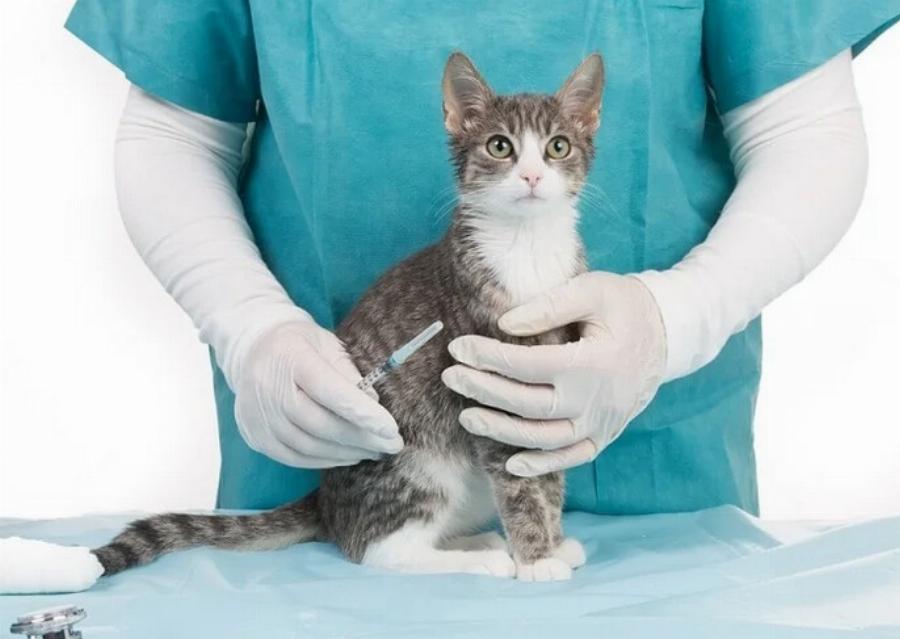 Πρόγραμμα εμβολιασμού για γατάκι: Κτηνίατρος εξηγεί πότε & τι εμβόλια απαιτούνται