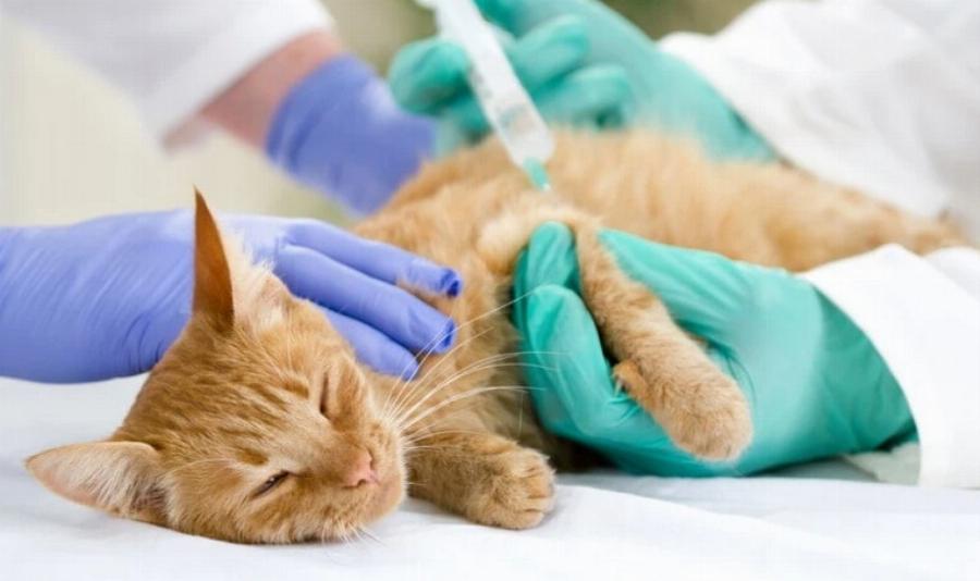 Πρόγραμμα εμβολιασμού για γατάκι: Κτηνίατρος εξηγεί πότε & τι εμβόλια απαιτούνται
