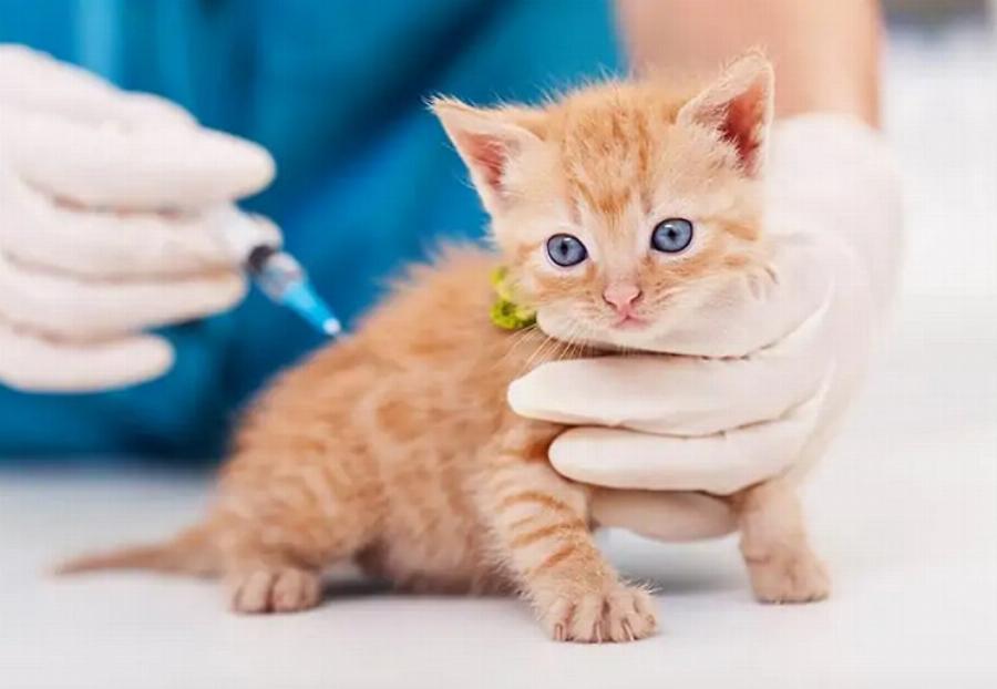 Πρόγραμμα εμβολιασμού για γατάκι: Κτηνίατρος εξηγεί πότε & τι εμβόλια απαιτούνται