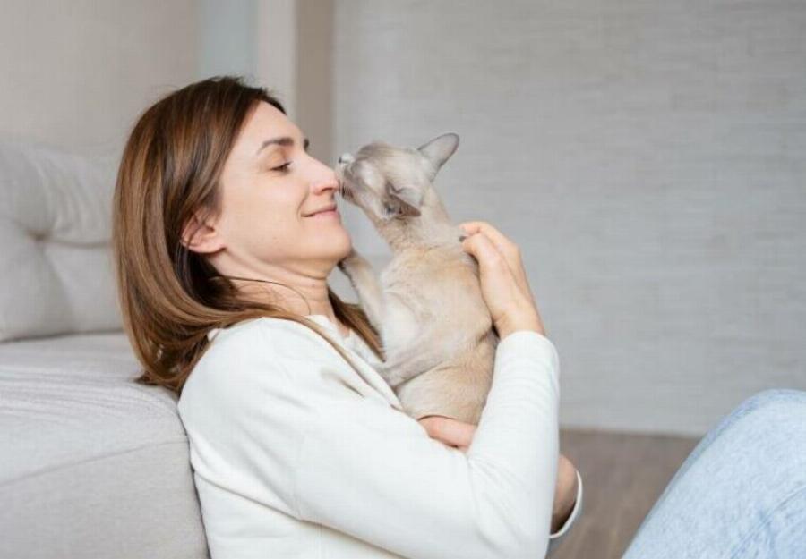 Γιατί η γάτα μου δαγκώνει τη μύτη μου; Αυτοί είναι οι 6 πιθανοί λόγοι