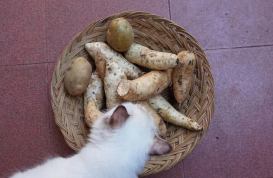 Μπορούν οι γάτες να φάνε γλυκοπατάτες; Εγκεκριμένες από κτηνίατρο πληροφορίες& Συχνές ερωτήσεις