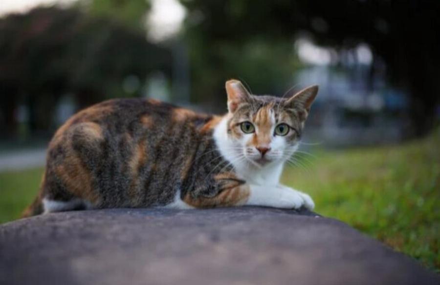 Μπορούν οι άγριες γάτες να γίνουν καλά κατοικίδια; Πληροφορίες από κτηνίατρο!
