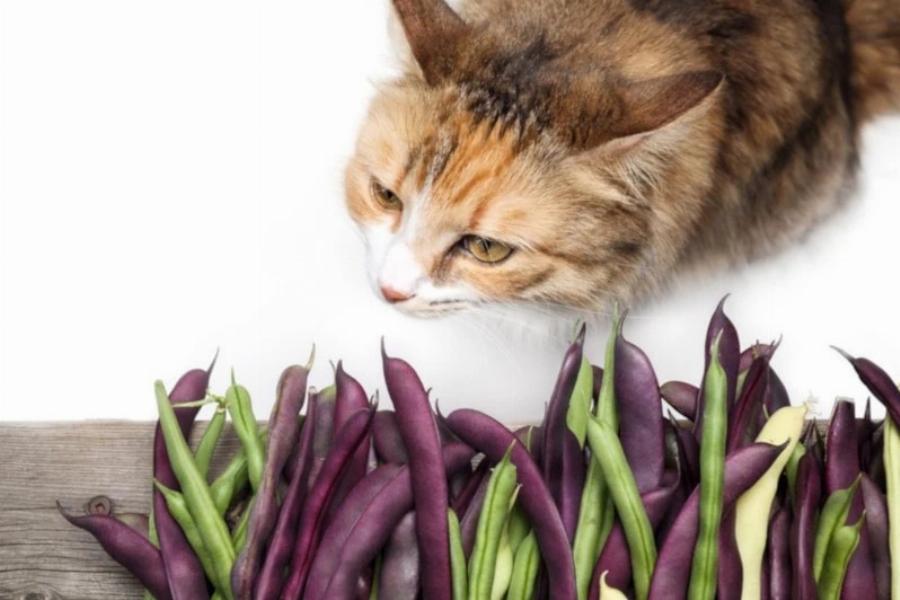 Μπορούν οι γάτες να φάνε πράσινα φασόλια; Εγκεκριμένες από κτηνίατρο πληροφορίες & Συχνές ερωτήσεις
