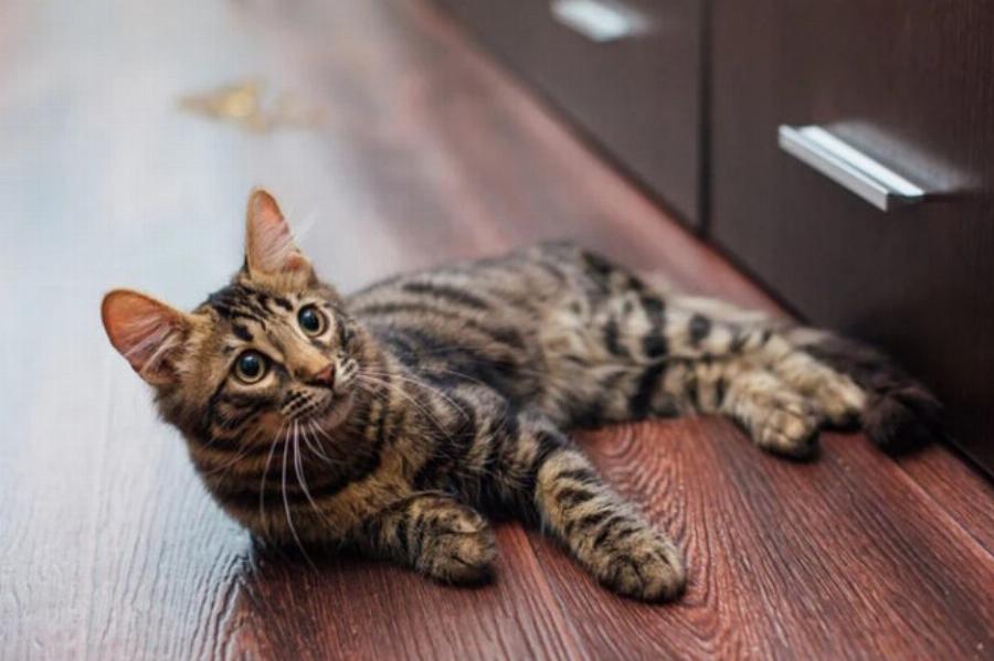 Παράλυση του κερκιδικού νεύρου σε γάτες: Συμπτώματα, αιτίες & θεραπεία