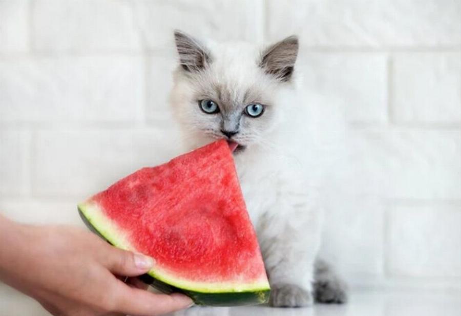 Ποια φρούτα μπορούν να φάνε οι γάτες; Εγκεκριμένη από κτηνίατρο λίστα & στοιχεία