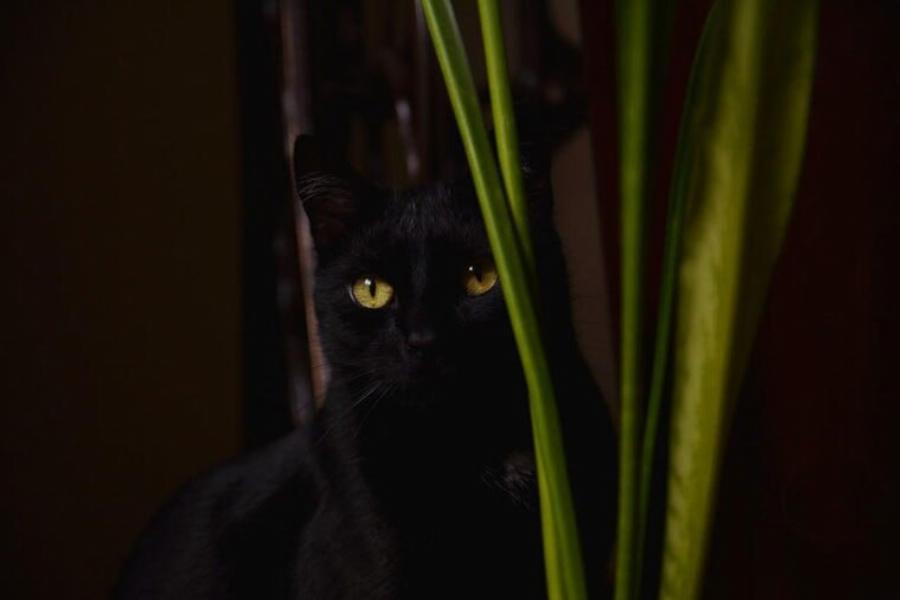 Ιστορία των Μαύρων Γάτων: Πώς έγιναν δεισιδαιμονικό σύμβολο
