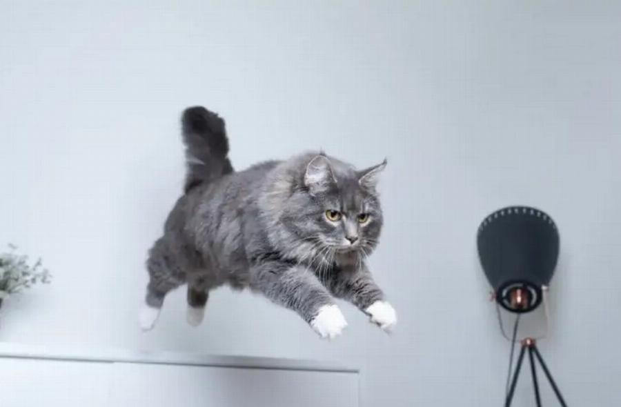 Γιατί οι γάτες προσγειώνονται πάντα στα πόδια τους; Επιστημονικά τεκμηριωμένες πληροφορίες & Συχνές ερωτήσεις