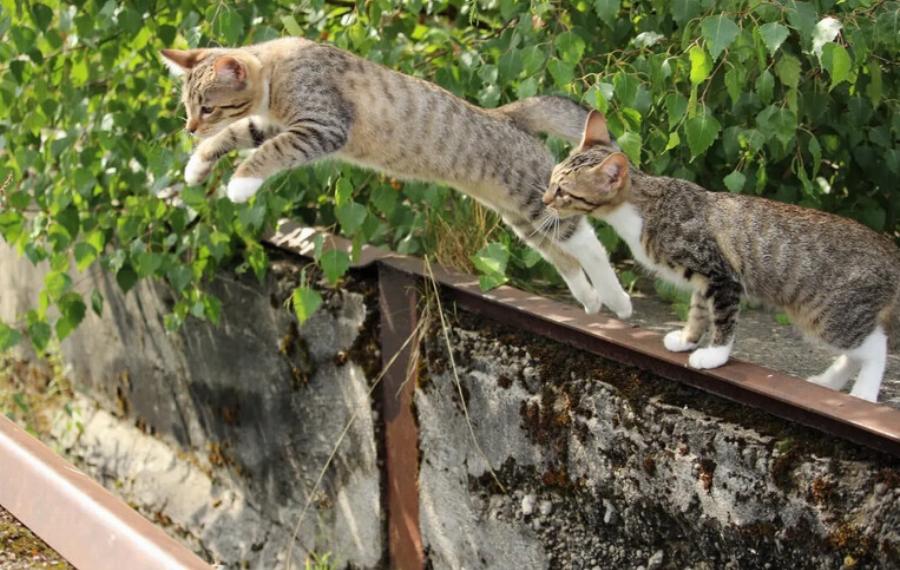 Γιατί οι γάτες προσγειώνονται πάντα στα πόδια τους; Επιστημονικά τεκμηριωμένες πληροφορίες & Συχνές ερωτήσεις