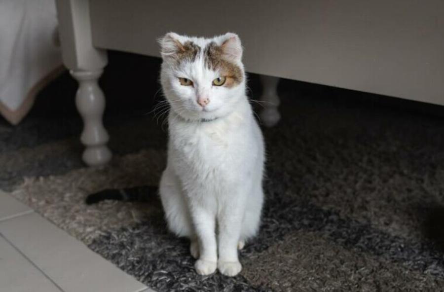 Με μισεί η γάτα μου; Πώς να το καταλάβετε & τρόποι για να κερδίσετε την εμπιστοσύνη της