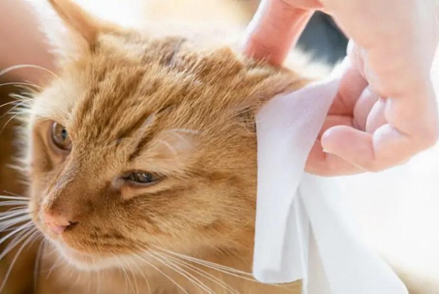 Είναι τα μωρομάντηλα ασφαλή για τις γάτες; – Όλα όσα πρέπει να ξέρετε