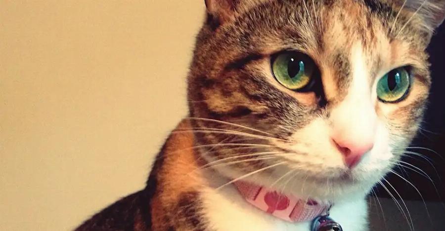 Υγεία γάτας: Πως να διατηρήστε τη γάτα σας σε υγιές βάρος – Χρήσιμος οδηγός