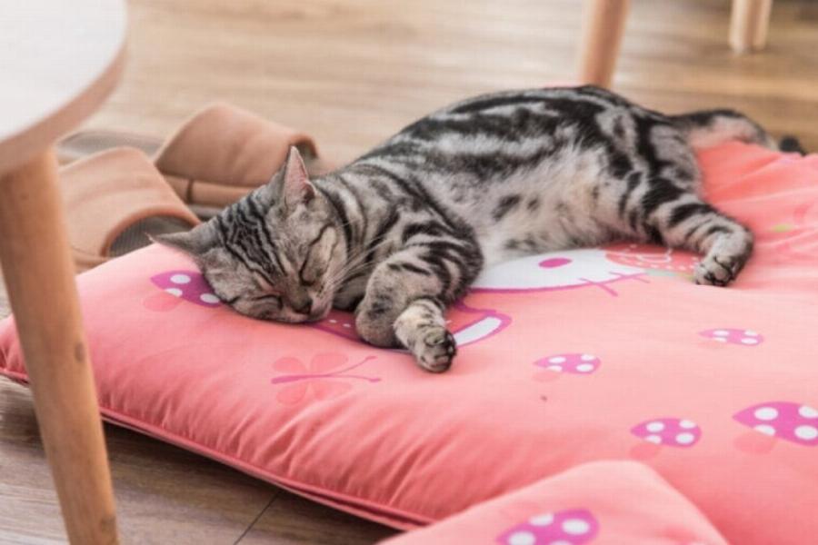 Ξηρό δέρμα στις γάτες: Αίτια & Θεραπείες σύμφωνα με έναν κτηνίατρο