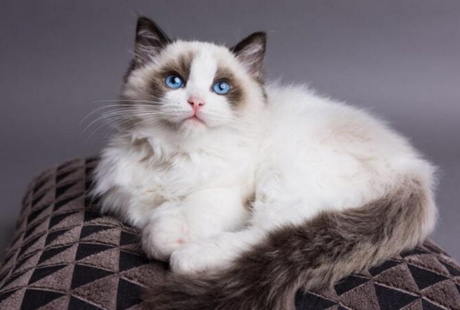 Γιατί η γάτα μου συμπεριφέρεται σαν σκύλος; 5 πιθανοί λόγοι & κοινές φυλές που μοιάζουν με κουτάβια