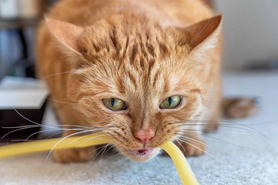 Συμπεριφορά γάτας: Έτσι θα σταματήσετε τις γάτες να μασάνε καλώδια
