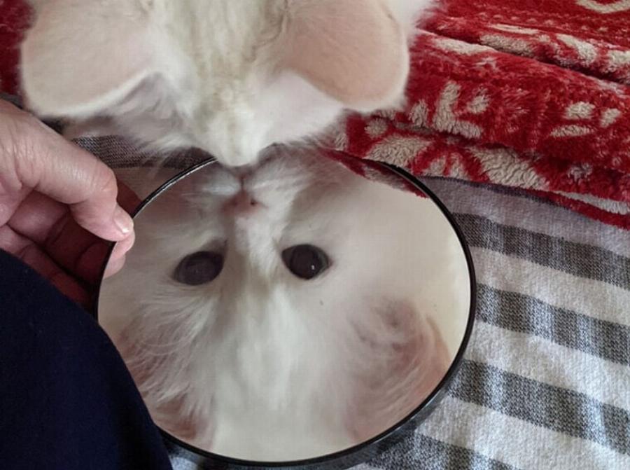 Γιατί η γάτα μου ξύνει τον καθρέφτη; 7 συνηθισμένοι λόγοι