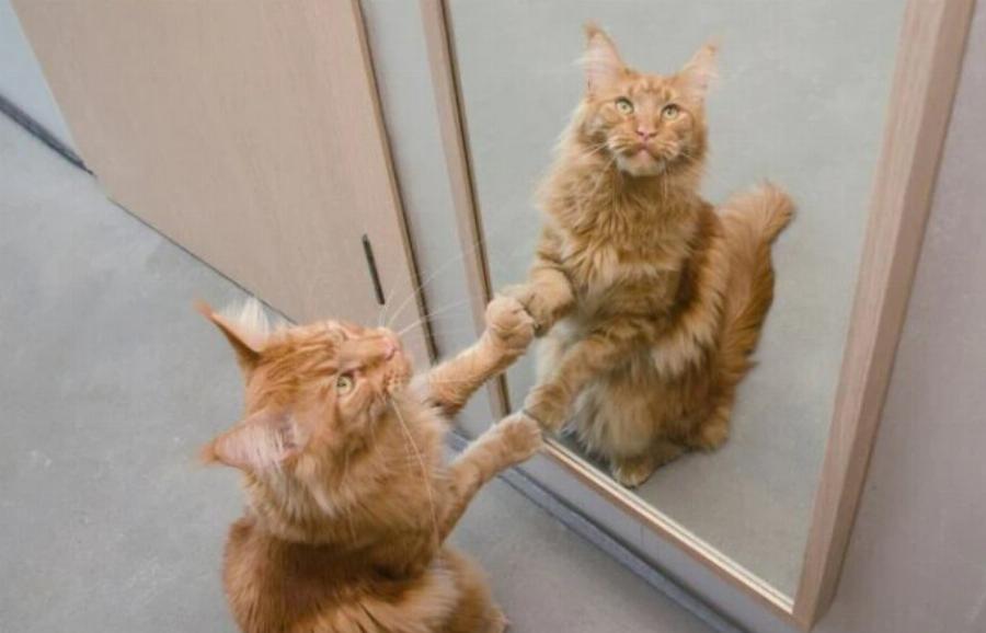 Γιατί η γάτα μου ξύνει τον καθρέφτη; 7 συνηθισμένοι λόγοι
