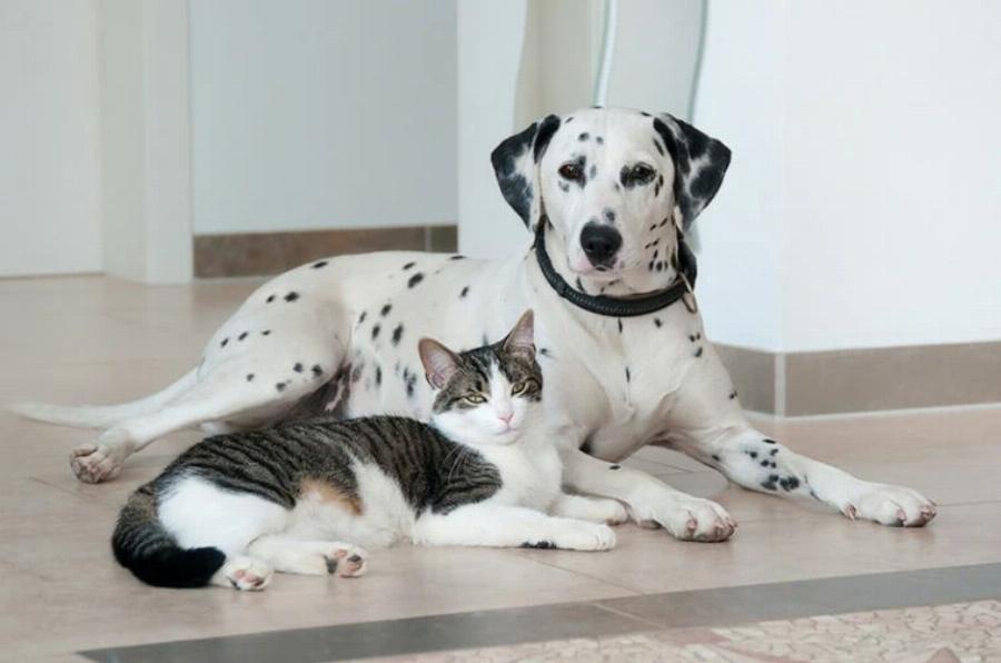 Τα πάνε καλά τα σκυλιά Δαλματίας με τις γάτες; 8 συμβουλές γνωριμίας