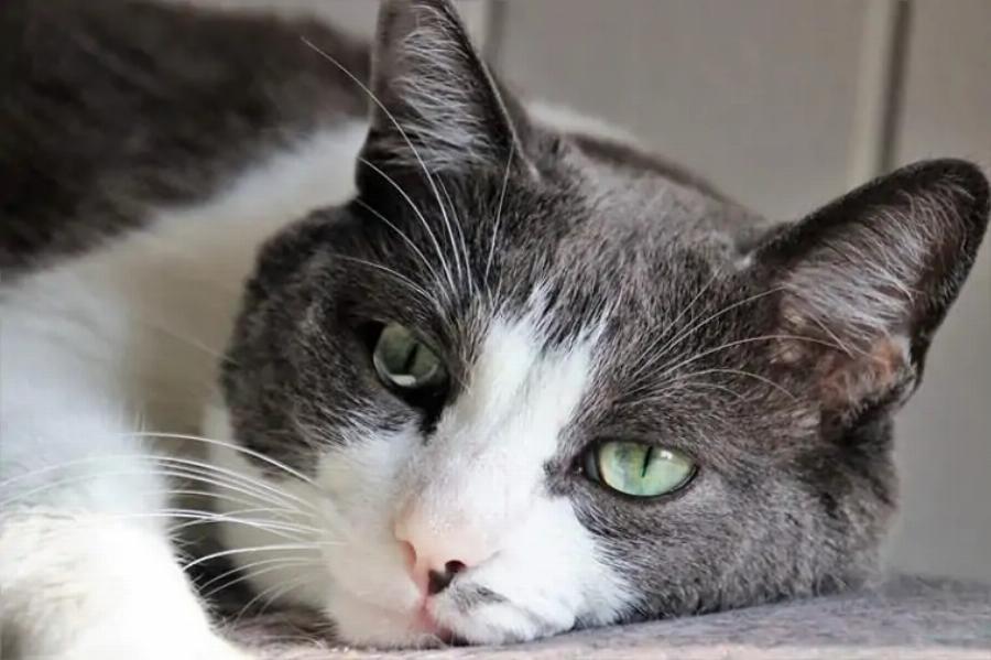 Δυσπεψία & γαστροοισοφαγική παλινδρόμηση στις γάτες: Συμπτώματα, Αίτια & Θεραπεία