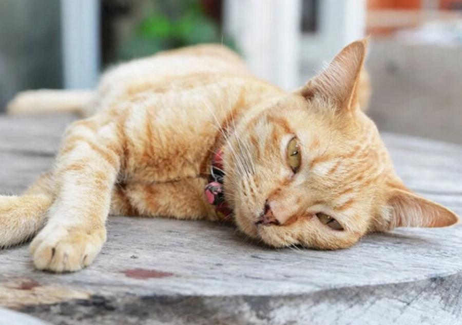 Δυσπεψία & γαστροοισοφαγική παλινδρόμηση στις γάτες: Συμπτώματα, Αίτια & Θεραπεία