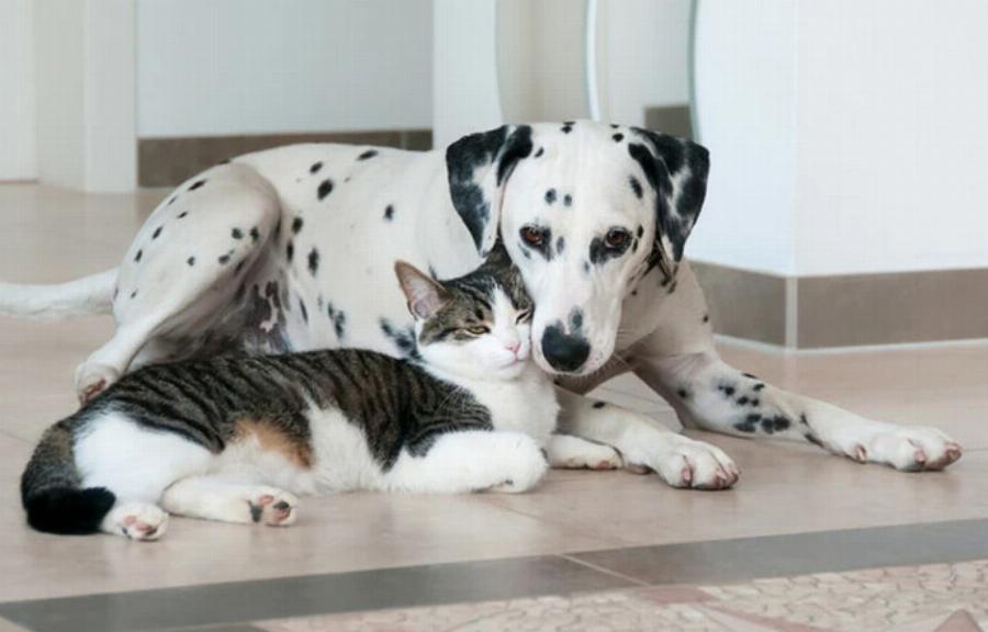 Τα πάνε καλά τα σκυλιά Δαλματίας με τις γάτες; 8 συμβουλές γνωριμίας