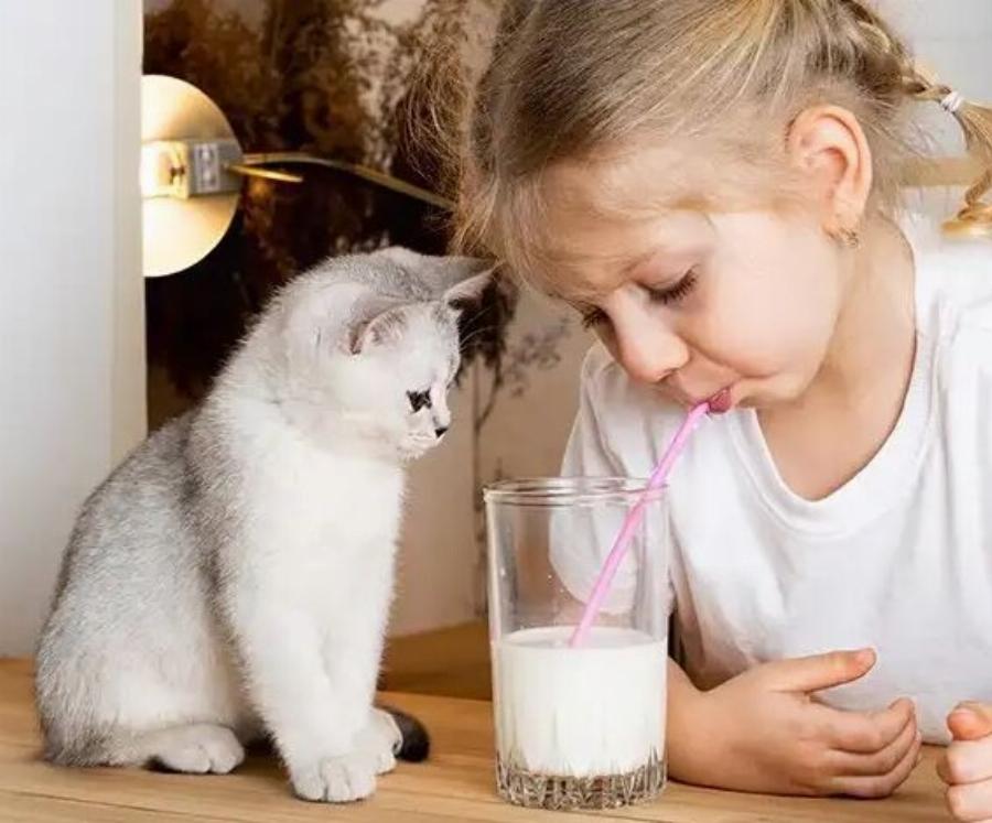 Διατροφή γάτας: Είναι το γάλα κακό για τις γάτες και τα γατάκια; -Χρήσιμες πληροφορίες
