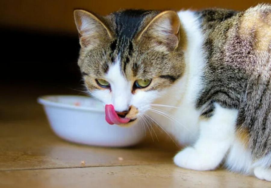 Μπορούν οι γάτες να πίνουν φυτικό γάλα; Εγκεκριμένες από κτηνίατρο πληροφορίες