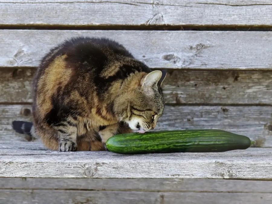Συμπεριφορά γάτας: Το μυστήριο λύθηκε- Γιατί οι γάτες φοβούνται τα αγγούρια;