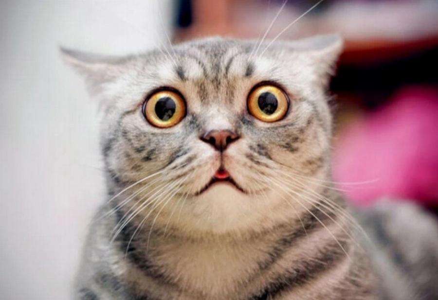 Γιατί διαστέλλονται τα μάτια της γάτας μου; Αυτοί είναι οι 7 λόγοι