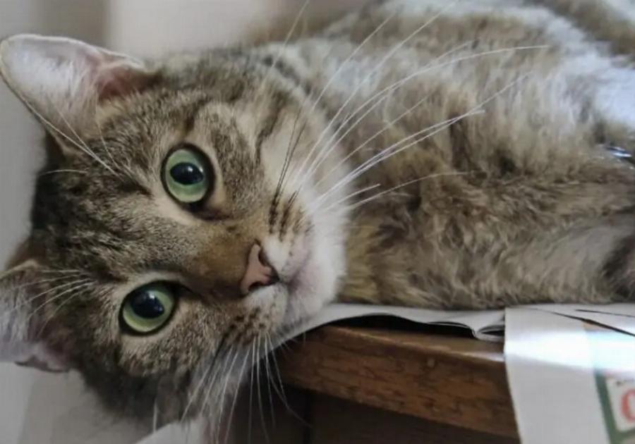 Γιατί διαστέλλονται τα μάτια της γάτας μου; Αυτοί είναι οι 7 λόγοι